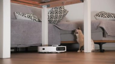 Oturma odasında, robot elektrikli süpürge masa ve kanepenin bacakları etrafında geziniyor ve temizlik yaparken kedi yavrusunun yanına gidiyor. Robot apartmanın ahşap zemininde hareket ediyor. Büyük yakın çekim.