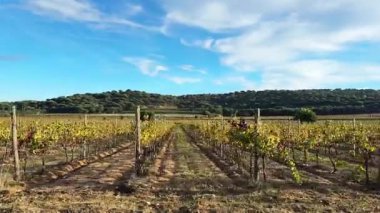 Arka planda, ağaçlarla benekli resimli tepeler ve geçen bir arabadan çekim yapan güzel, açık mavi bir gökyüzü ile sıralanmış üzüm bağları. Düşük ihtimal