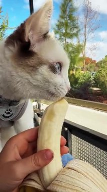Mavi gözlü güzel beyaz bir kedi yavrusu, bir insanın kucağına oturur ve bir muzu yemeye kendini kaptırır. Dikey video. Yakın çekim.