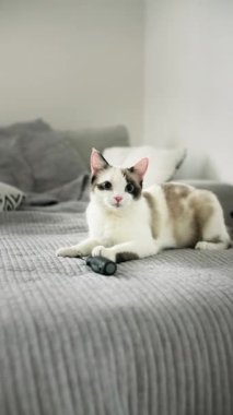 Sevimli bir kedi yavrusu kanepeye uzanır, kameraya şakayla tepki verir, yaklaşır yaklaşmaz çerçeveden kaybolur. Dikey. Ağır çekim. Yakın çekim.