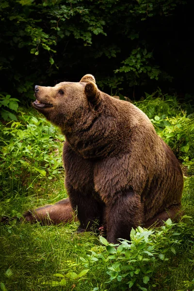 Medvěd Hnědý Široce Otevřená Ústa Špinavé Zuby Fialový Jazyk Mokrý Royalty Free Stock Fotografie