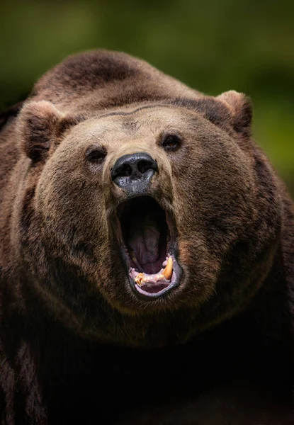 Barna Grizzly Medve Széles Körben Nyitott Száj Piszkos Fogak Lila Stock Kép
