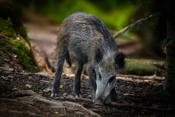 Genç Vahşi Domuz Ormanda Yiyecek Arıyor Bohmenwald — Stok fotoğraf