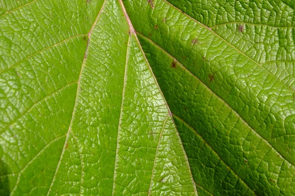 Leaf texture in sunshine full frame background.