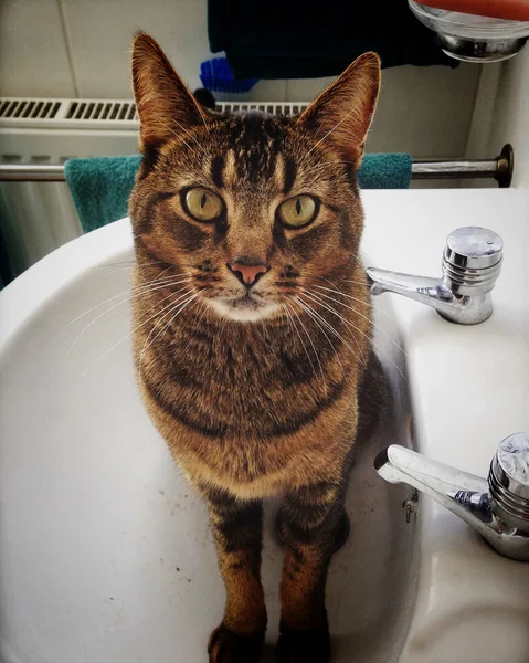 Angry looking cat sitting in a wash basin