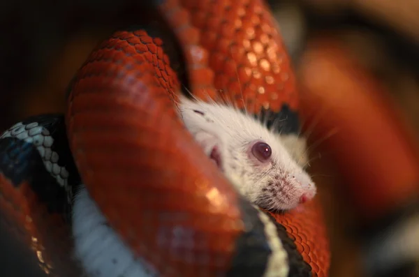 Serpiente de leche con ratón —  Fotos de Stock