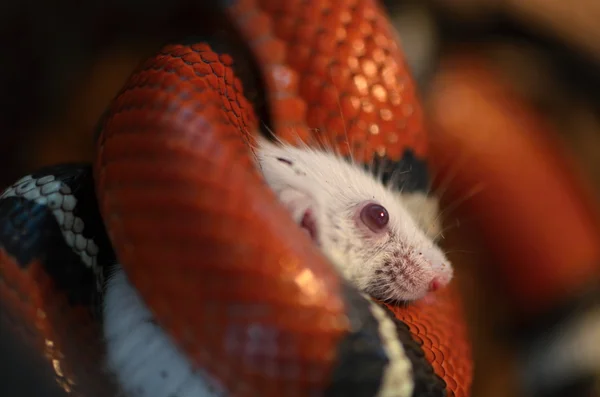 Milk snake with mouse — Stock Photo, Image