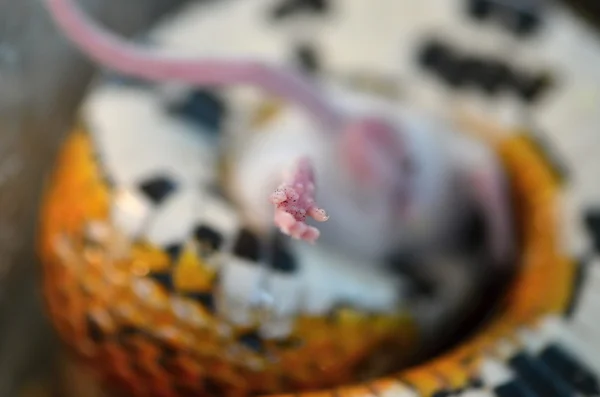 Egér és a kígyó — Stock Fotó