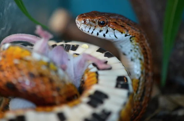 Serpente e topo — Foto Stock