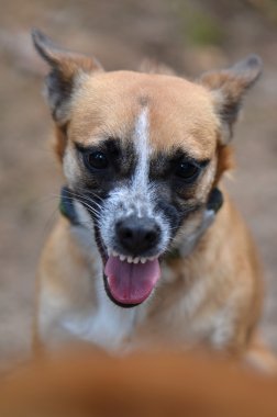 doğada saldırgan köpek