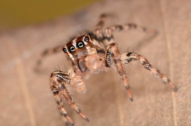örümcek Plexippus petersi atlama