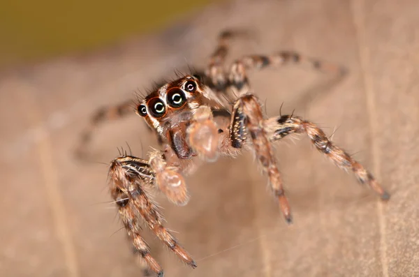 점프 거미 Plexippus petersi — 스톡 사진