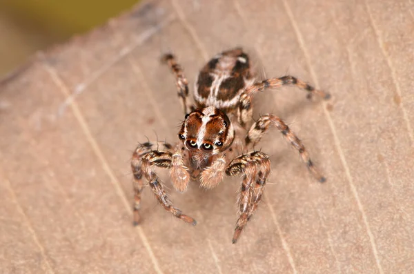 Прыгающий паук Plexippus petersi — стоковое фото