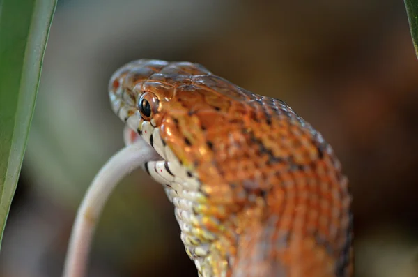 Corn snake och mus — Stockfoto