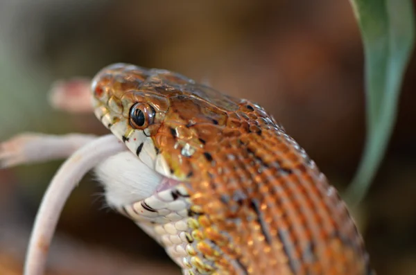 Corn snake och mus — Stockfoto