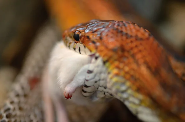 Serpiente y ratón — Foto de Stock