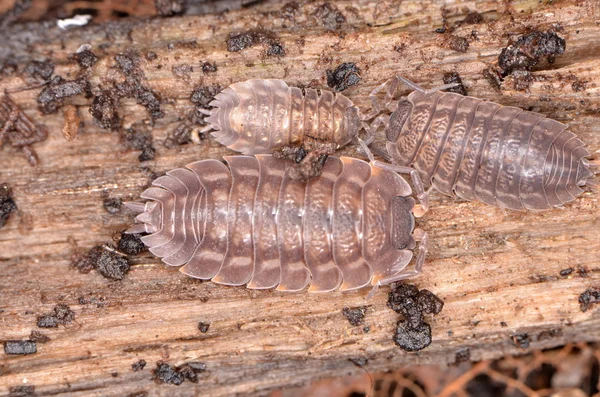 Мокриці Oniscus asellus — стокове фото