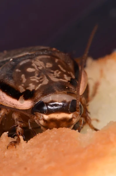 Nakrapiane karaluch (Nauphoeta cinerea) Obraz Stockowy