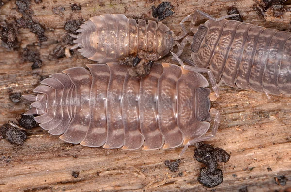 Gråsuggan Oniscus asellus Stockfoto