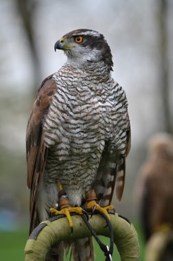 bir yırtıcı kuş çakır kuşu (Accipiter gentilis)