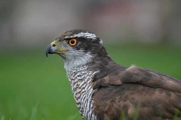 Drapieżny ptak jastrząb (Accipiter gentilis) Obrazy Stockowe bez tantiem