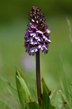 Çek üzümlü - üzümlü purpurea doğada