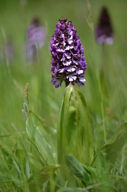 Çek üzümlü - üzümlü purpurea doğada
