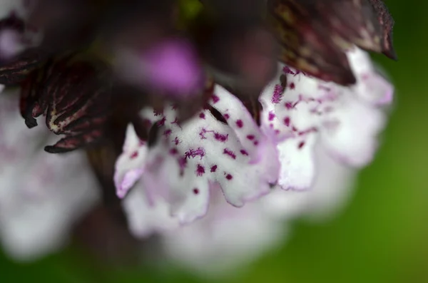 Czeski storczyk - Orchis purpurea w przyrodzie — Zdjęcie stockowe