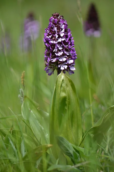 Çek üzümlü - üzümlü purpurea doğada — Stok fotoğraf