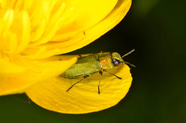 Schmuckkäfer anthaxia nitidula — Stockfoto