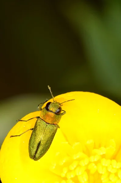 Jewel Жук Anthaxia nitidula — стокове фото
