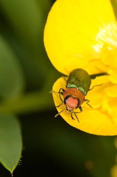 玉虫 Anthaxia を喰ふ — ストック写真