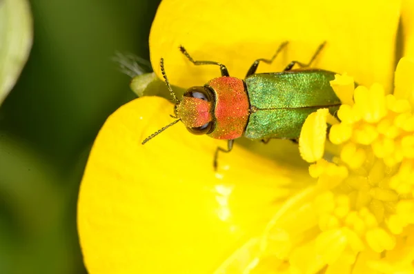 Jewel beetle Anthaxia nitidula — Stock Photo, Image
