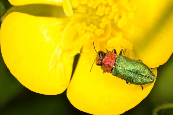 Schmuckkäfer anthaxia nitidula — Stockfoto