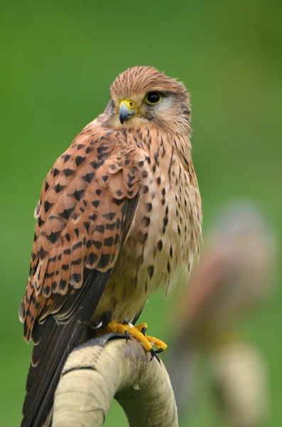 Der Turmfalke ein Raubvogel — Stockfoto