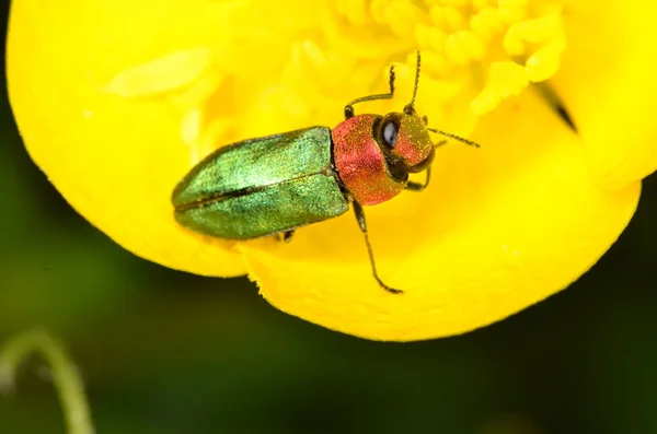 Juvel skalbagge Anthaxia nitidula Royaltyfria Stockfoton