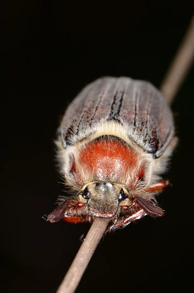 Májusi cserebogár (Melolontha melolontha) — Stock Fotó