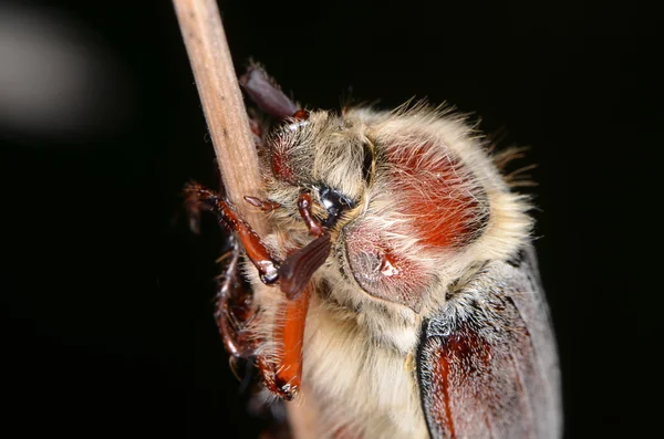 Meikever (Melolontha melolontha) — Stockfoto