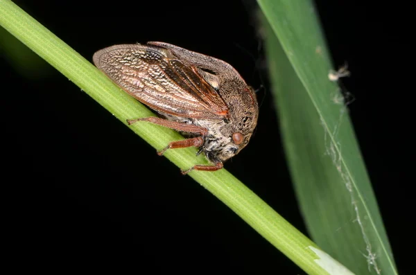 Ağaç hopper (Centrotus cornutus) — Stok fotoğraf