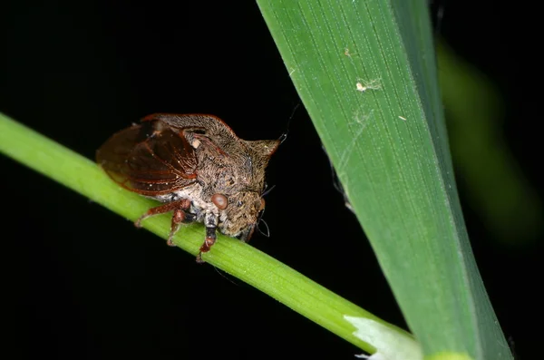 Tree hopper (Centrotus cornutus) — Stock Photo, Image