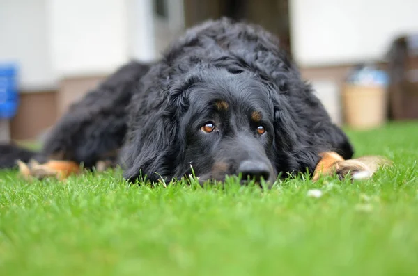 Siyah howavart köpek — Stok fotoğraf