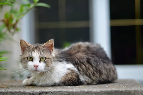 Gato de ojos verdes — Foto de Stock