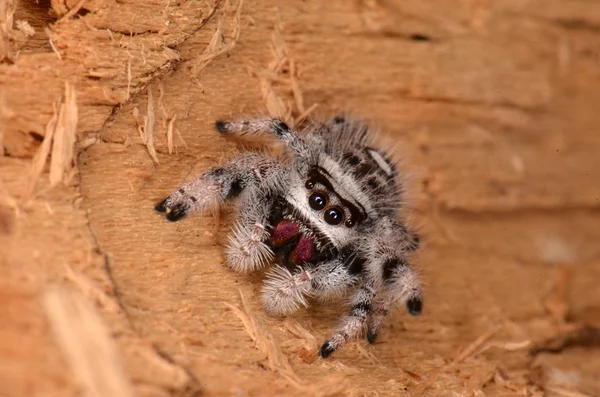 Springspinne phidippus regius — Stockfoto