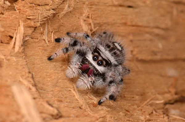 Örümcek Phidippus regius atlama — Stok fotoğraf