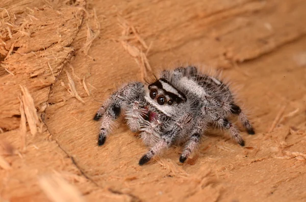 Скачущий паук Phidippus regius — стоковое фото