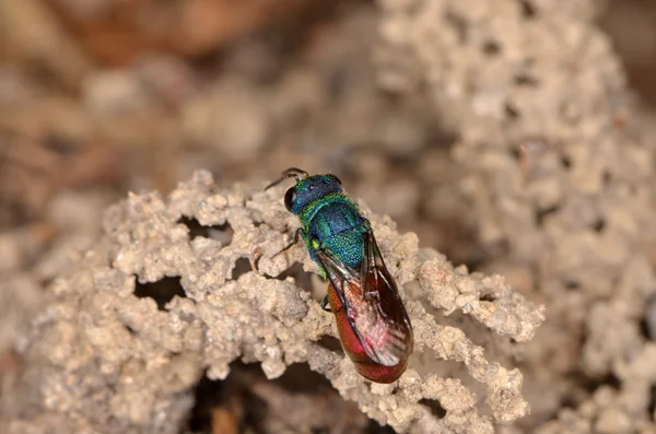 Ruby kuyruklu wasp (Chrysis ignita) — Stok fotoğraf