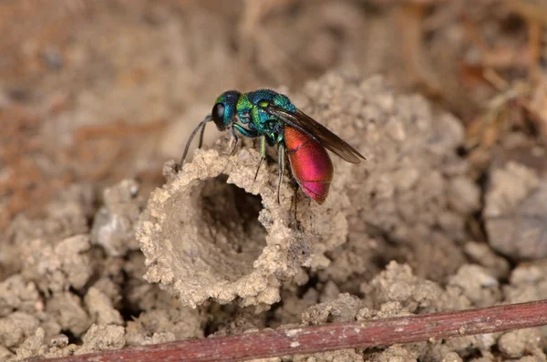 Vespa de cauda rubi (Chrysis ignita ) — Fotografia de Stock