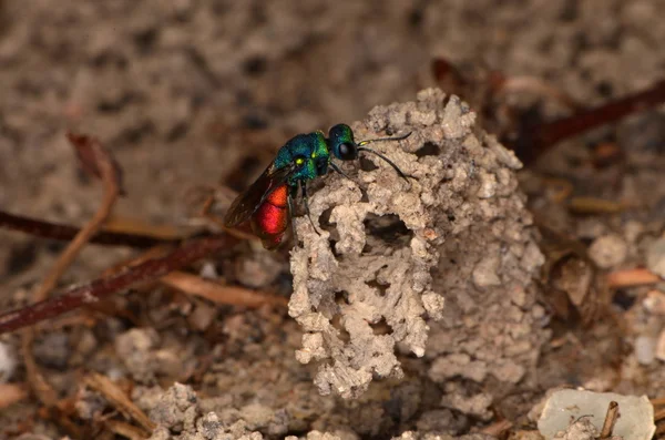 Ruby kvadrát wasp (Chrysis ignita) — Stock fotografie