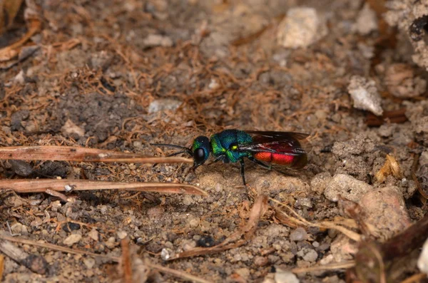Ruby білохвоста wasp (Chrysis ignita) — стокове фото