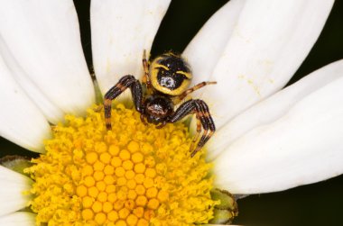 Crabspider (Synema globosum)